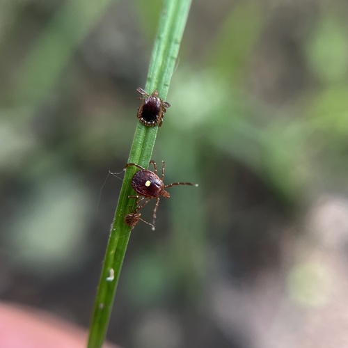 Lone star tick