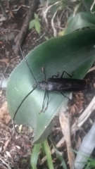 Derobrachus longicornis