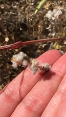 Micropus californicus