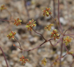 Eriogonum pusillum