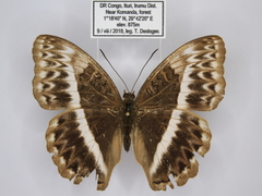 Cymothoe jodutta mostinckxi