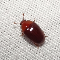 Pseudischyrus extricatus