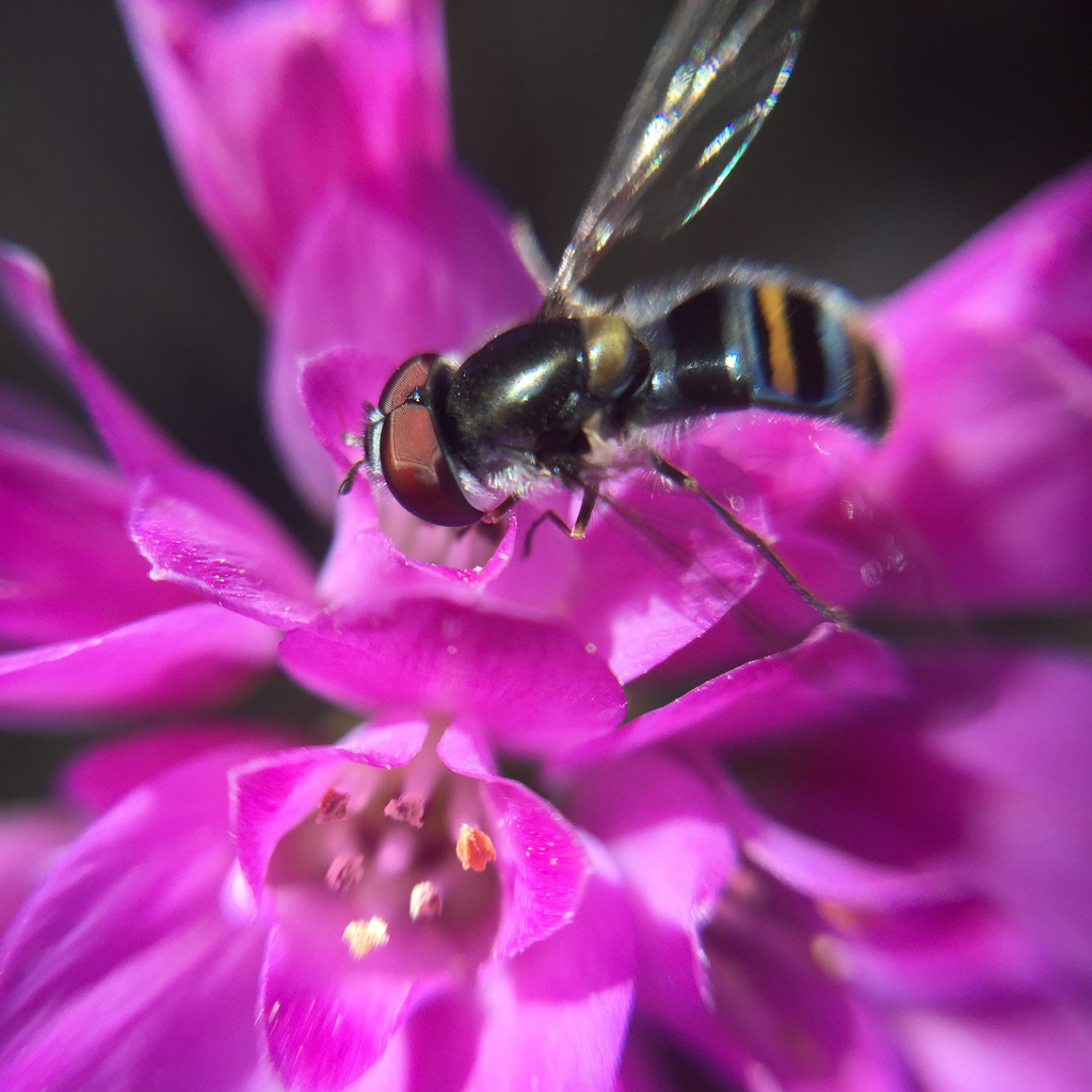 Silver-banded Hover Fly
