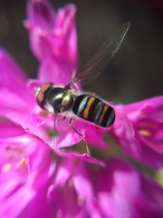Pseudoscaeva diversifasciata