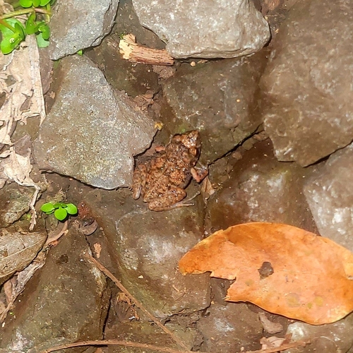 Eleutherodactylus planirostris observed 2024-05-18