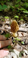 Morchella diminutiva