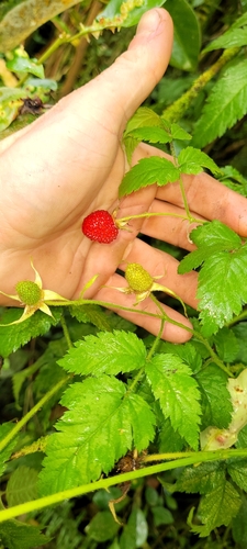Rubus rosifolius observed 2024-05-25