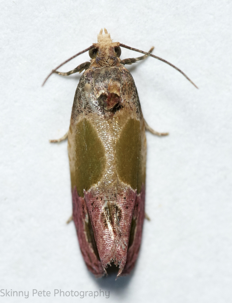 Sculptured Moth