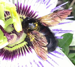 Xylocopa sonorina