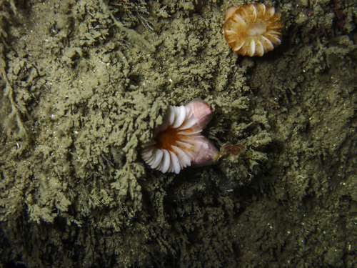 Balane du corail