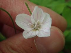 Claytonia