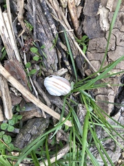 Webbhelix multilineata