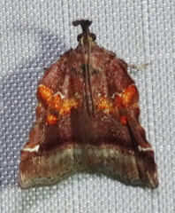 Clydonopteron sacculana