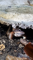 Leptodactylus insularum