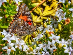 Vanessa cardui