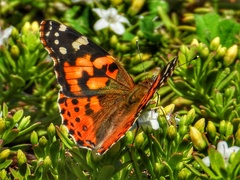 Vanessa cardui