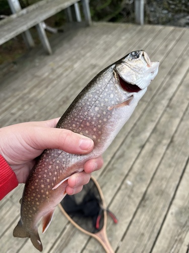 Char (Salvelinus namaycush) — Salmonidae — 3