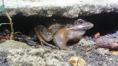 Leptodactylus insularum