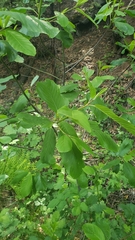 Frangula purshiana ssp. annonifolia