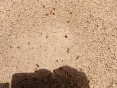 Pogonomyrmex comanche