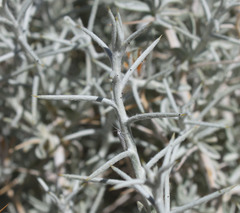 Tetradymia stenolepis