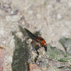 Tachyporinae