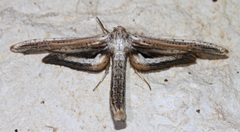 Meskea dyspteraria