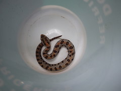 Sistrurus miliarius streckeri