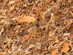 Myscelia ethusa ethusa