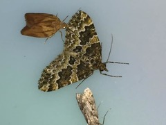 Electrophaes corylata