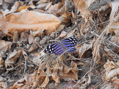 Myscelia ethusa ethusa