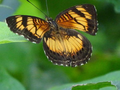 Junonia sophia sophia