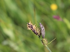 Actenicerus siaelandicus