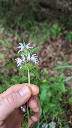 Image of Monarda clinopodioides by no rights reserved