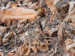 Myscelia ethusa ethusa