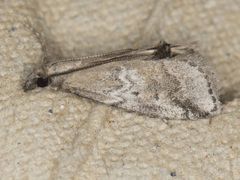 Alpheias transferens