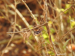 Myscelia ethusa ethusa