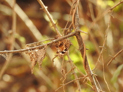 Myscelia ethusa ethusa