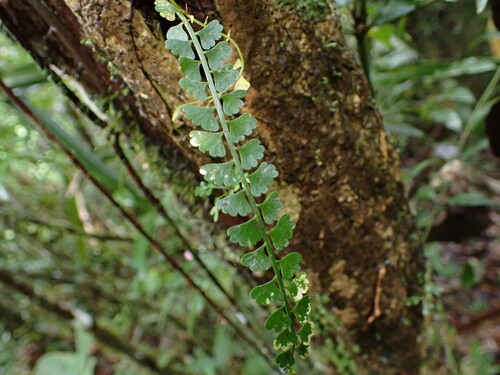 Image of Asplenium sandersonii by (c) Louis Aureglia, some rights reserved (CC BY)
