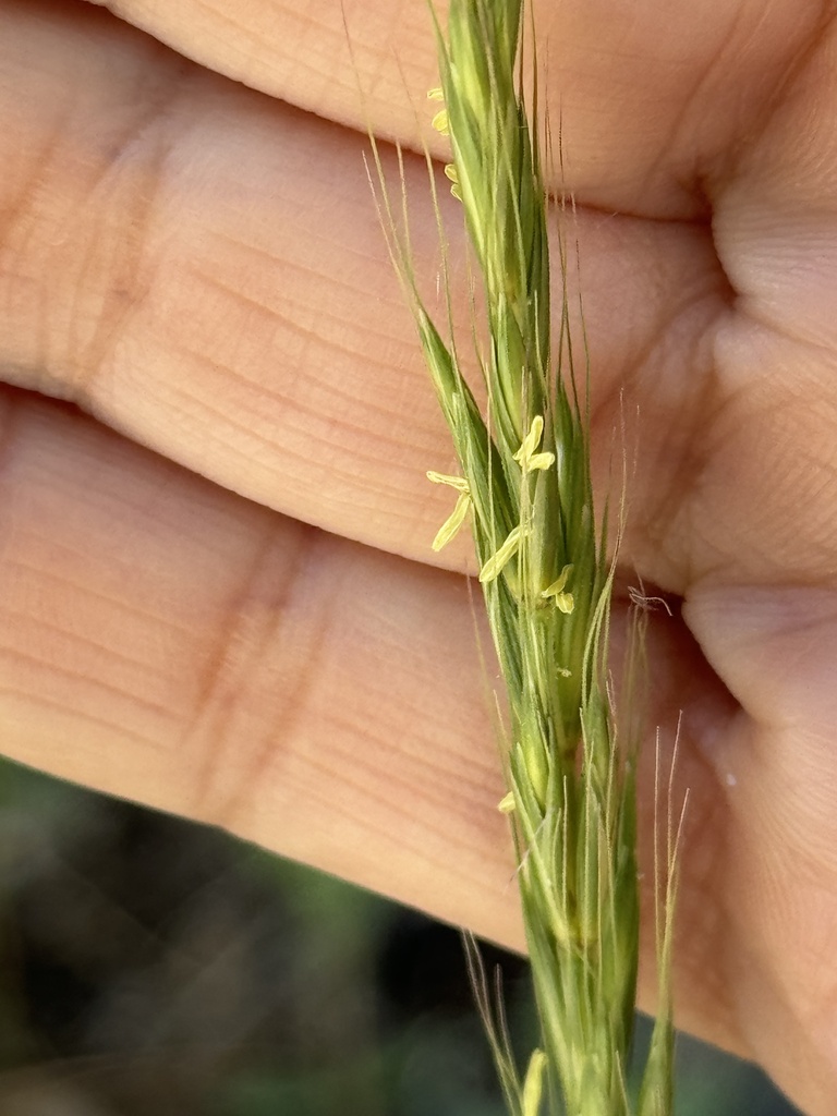 blue wild rye from Pima County, AZ, USA on May 25, 2024 at 07:39 AM by ...