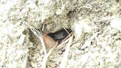 Rhinella humboldti