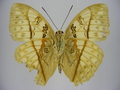 Cymothoe jodutta mostinckxi