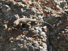 Sceloporus merriami