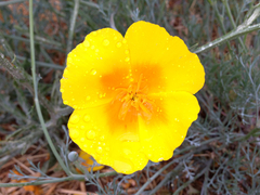 Eschscholzia californica