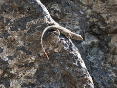 Sceloporus merriami