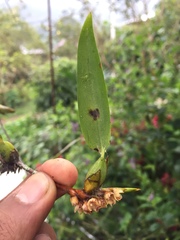Maxillaria parviflora