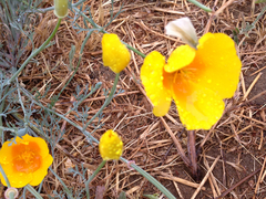 Eschscholzia californica