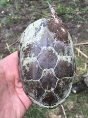 Kinosternon hirtipes