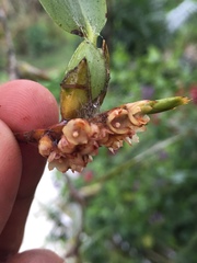Maxillaria parviflora