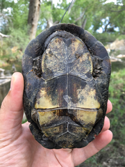 Kinosternon hirtipes